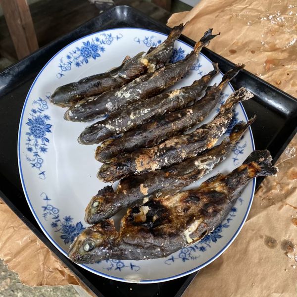 CS魚釣り