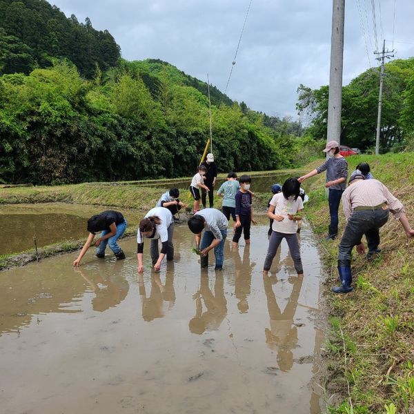 CS田植え