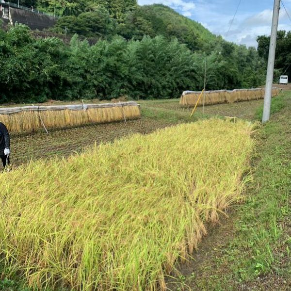 CS稲刈り