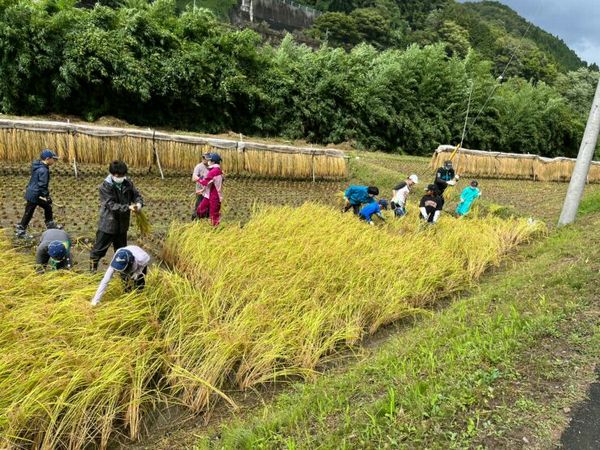 CS稲刈り