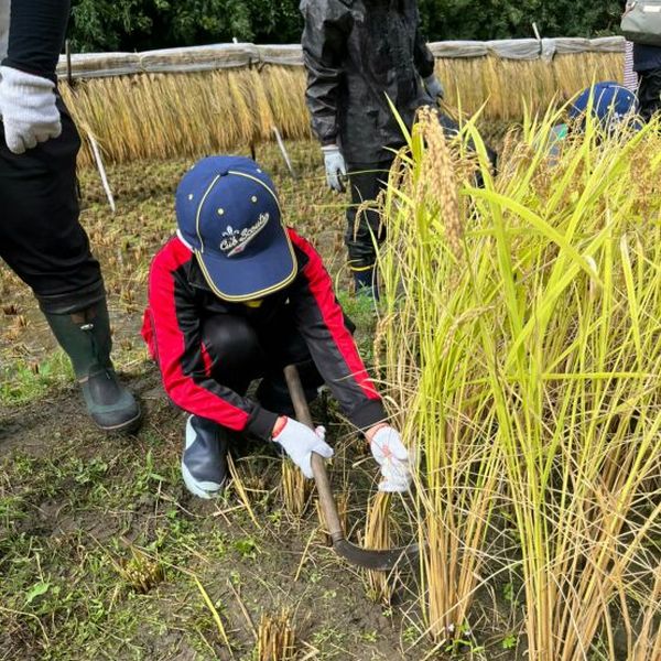 CS稲刈り