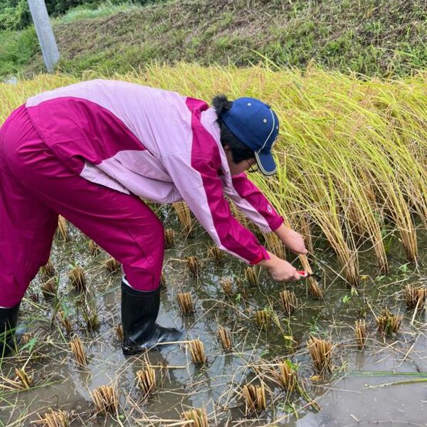 CS稲刈り