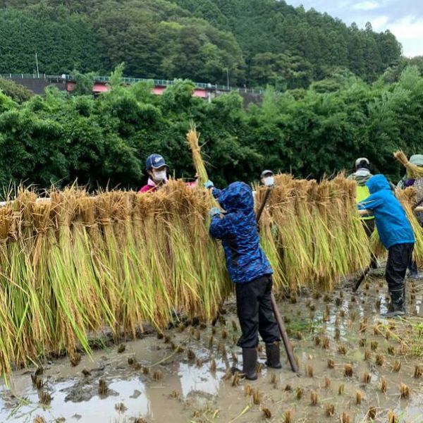 CS稲刈り