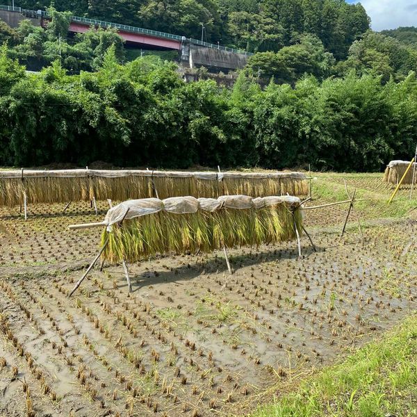 CS稲刈り