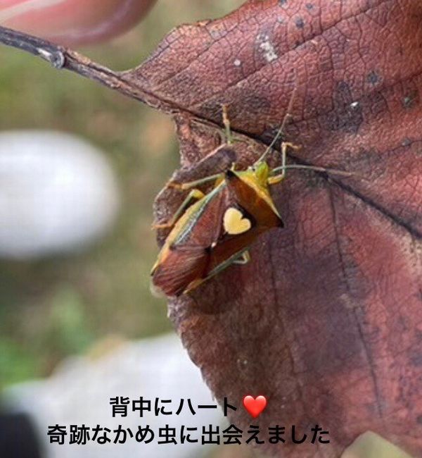 BVS森のビーバーレストラン